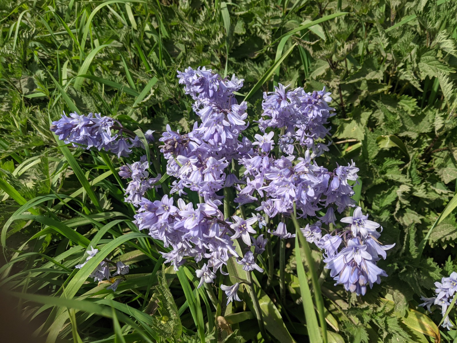 Bluebells in Longhill Lane, April 21st 2021